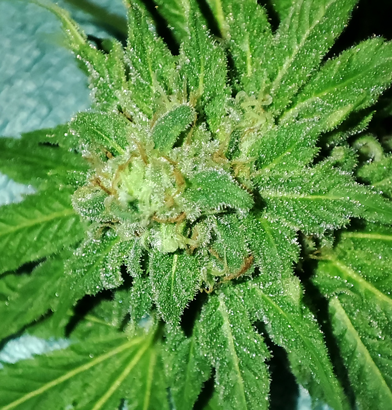 CBD#_bud1.jpg