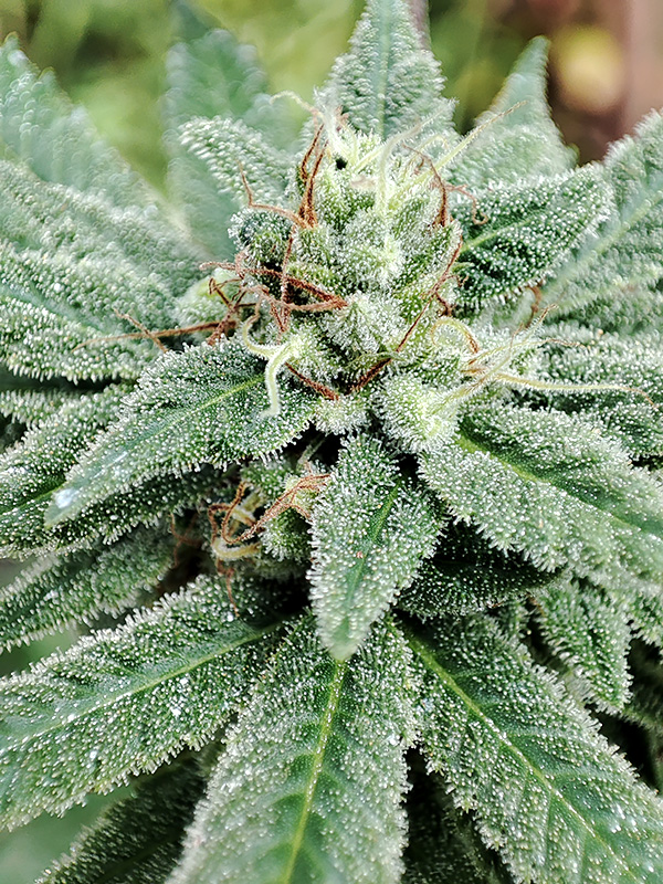 CBD_pheno_1.jpg