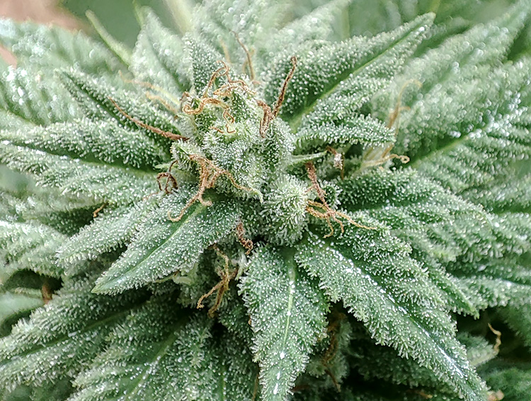 CBD_pheno_9.jpg