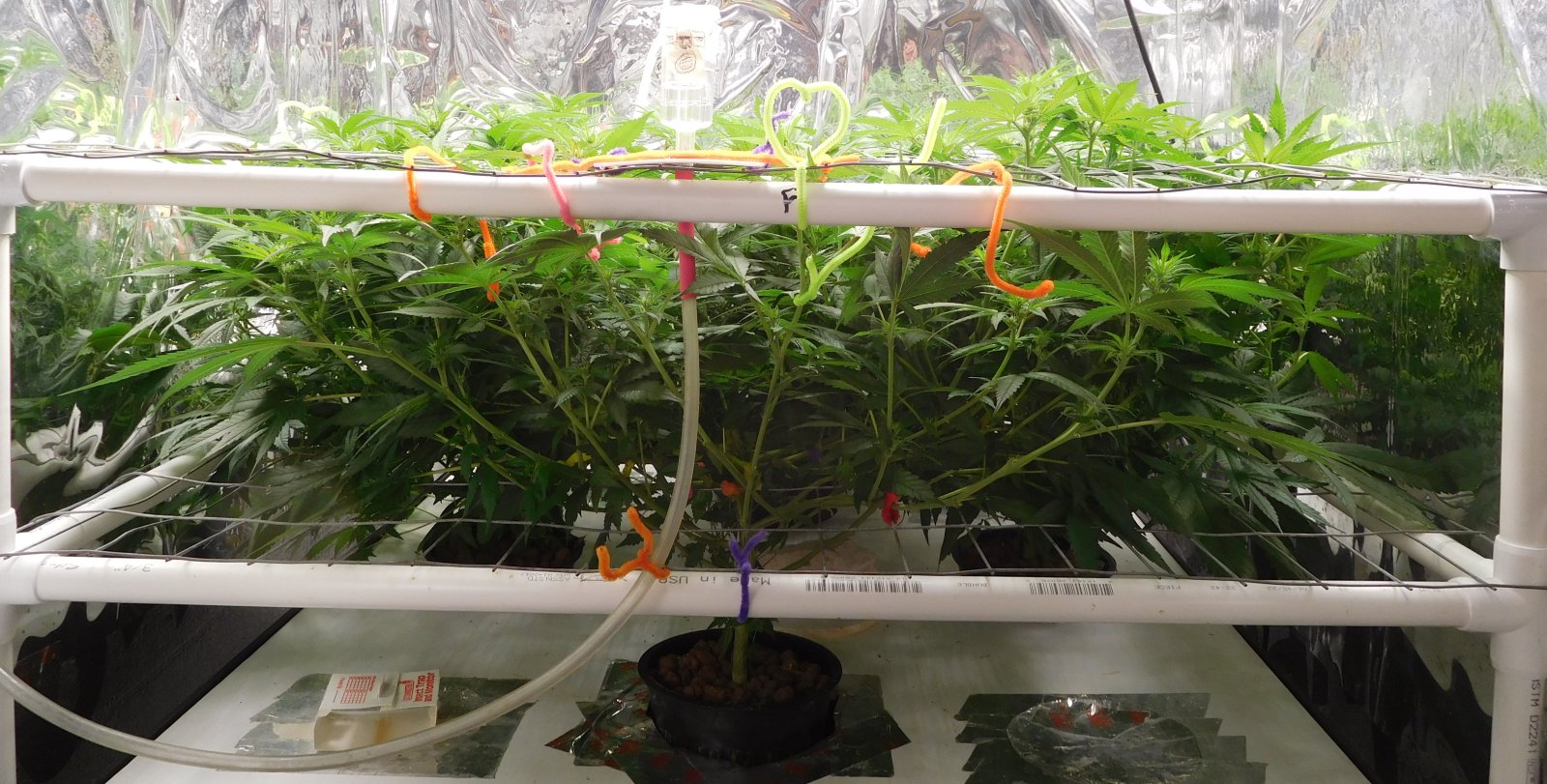 CG Day 14 flower (1).JPG