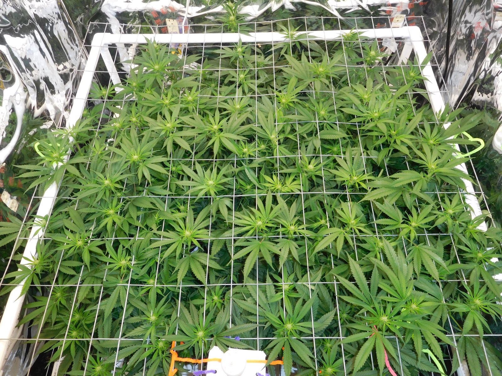 CG Day 15 flower (6).JPG