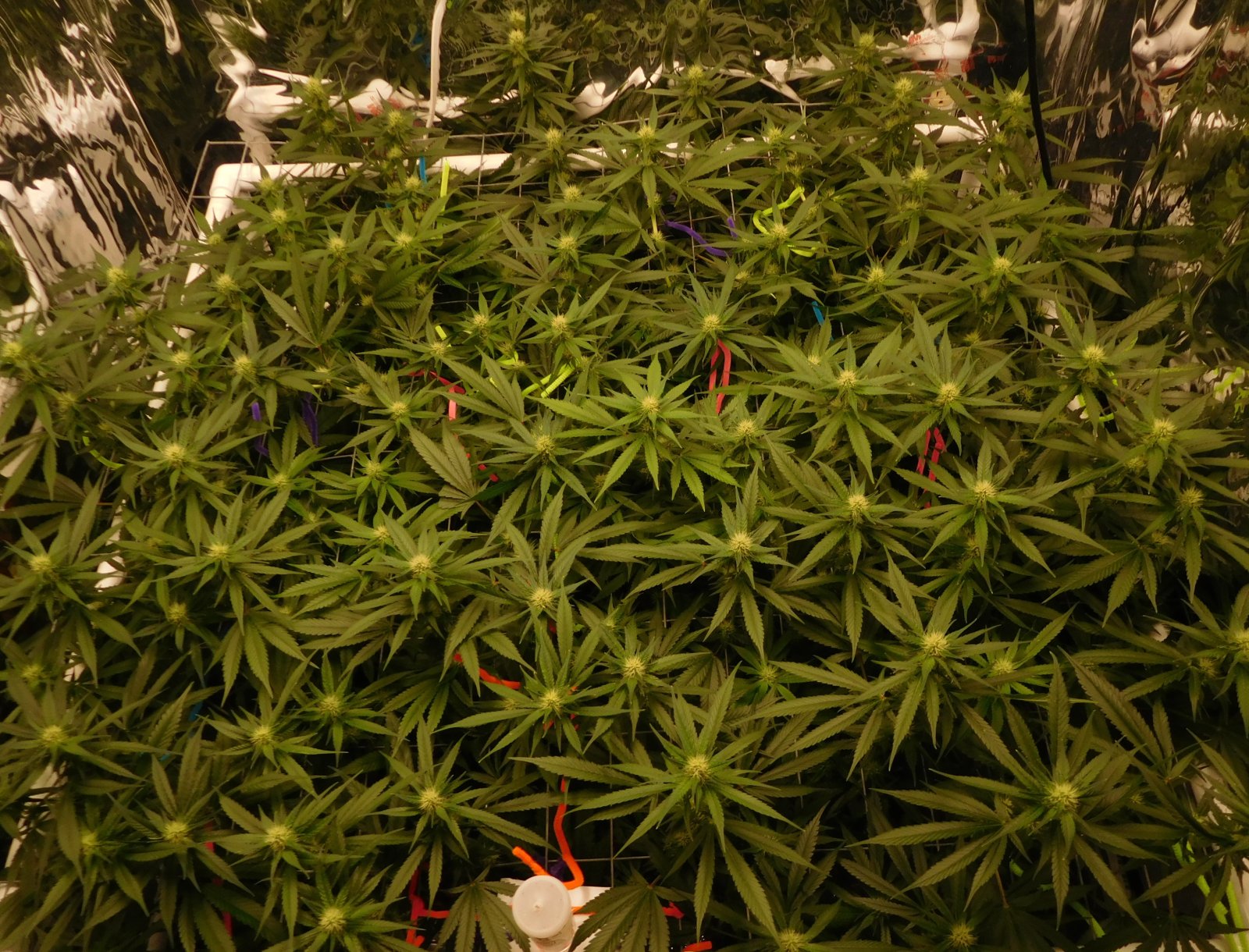 CG Day 24 flower (5).JPG