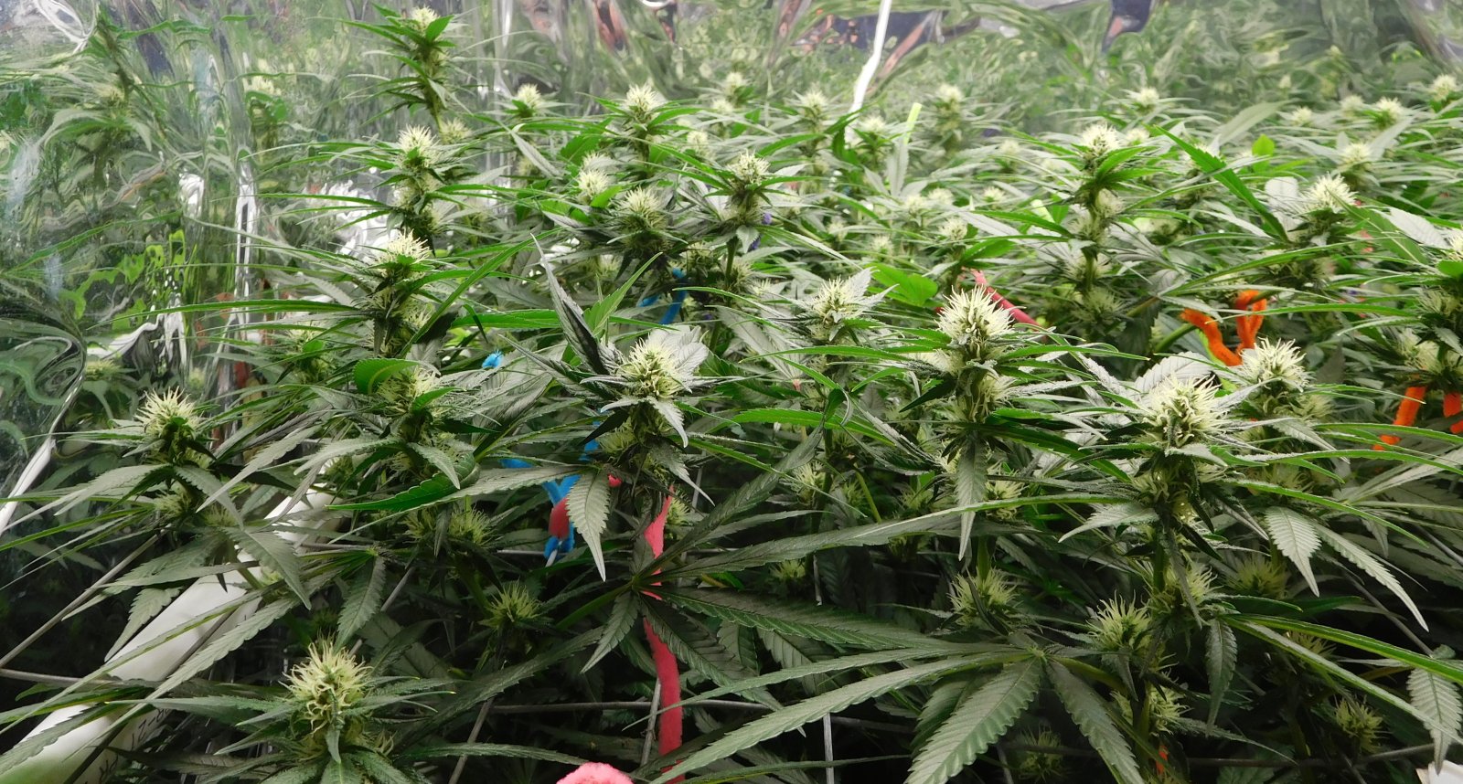 CG Day 26 flower (5).JPG