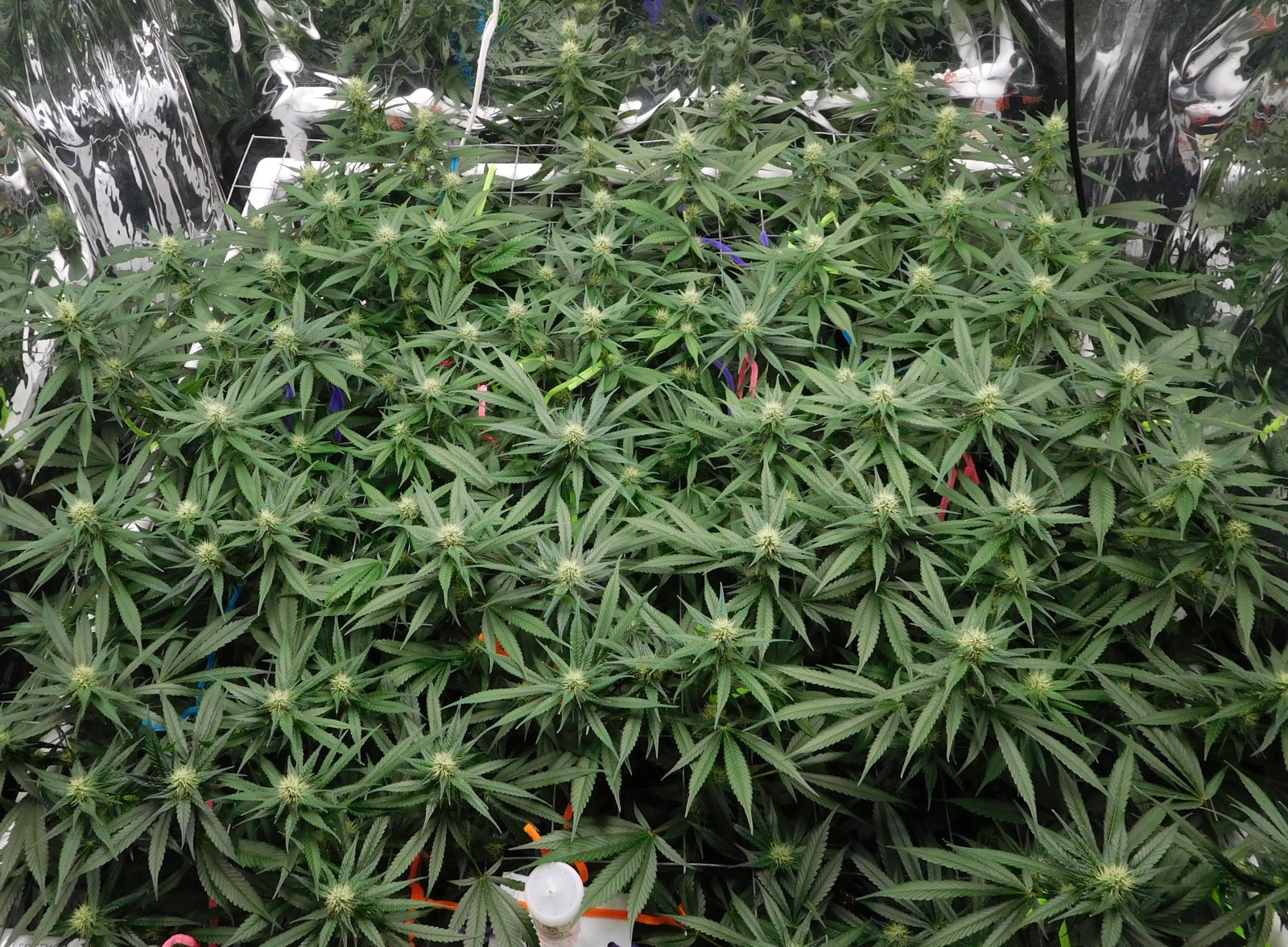 CG Day 28 flower (5).JPG