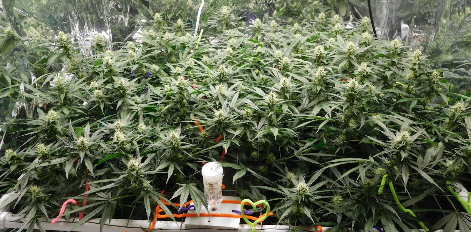 CG Day 32 flower (7).JPG