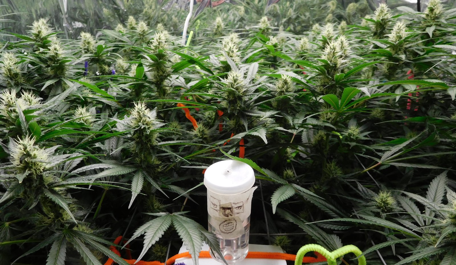 CG Day 34 flower (2).JPG