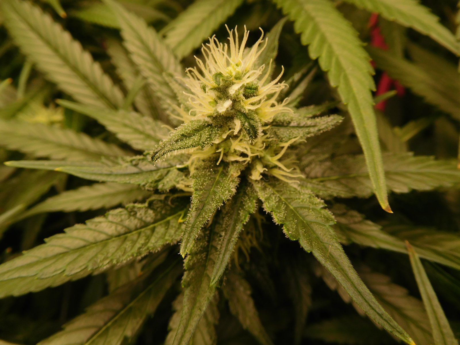 CG Day 35 flower (7).JPG