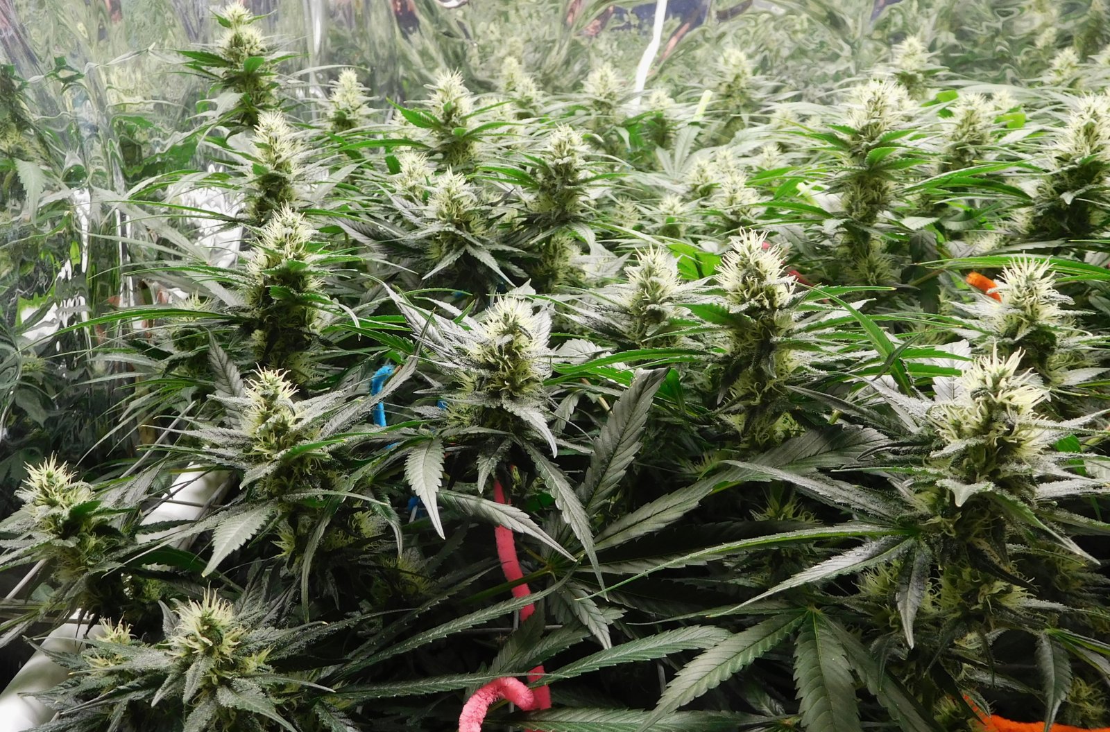 CG Day 36 flower (4).JPG