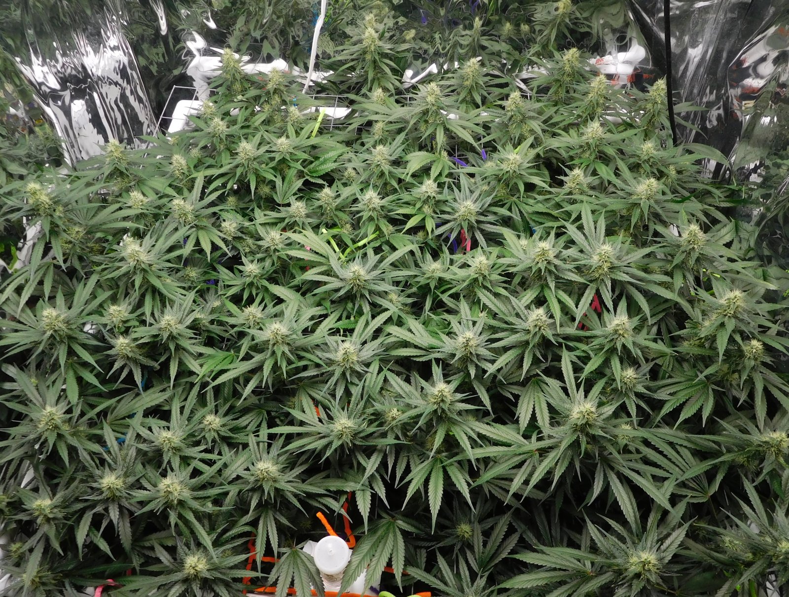 CG Day 37 flower (7).JPG