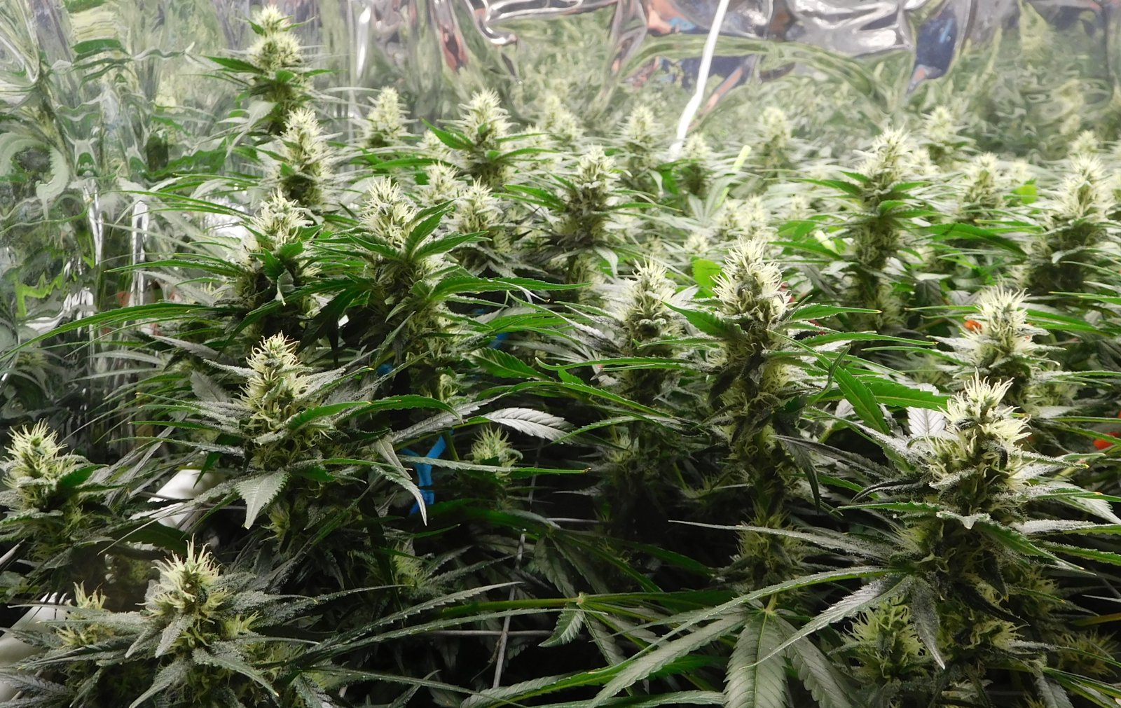 CG Day 38 flower (2).JPG