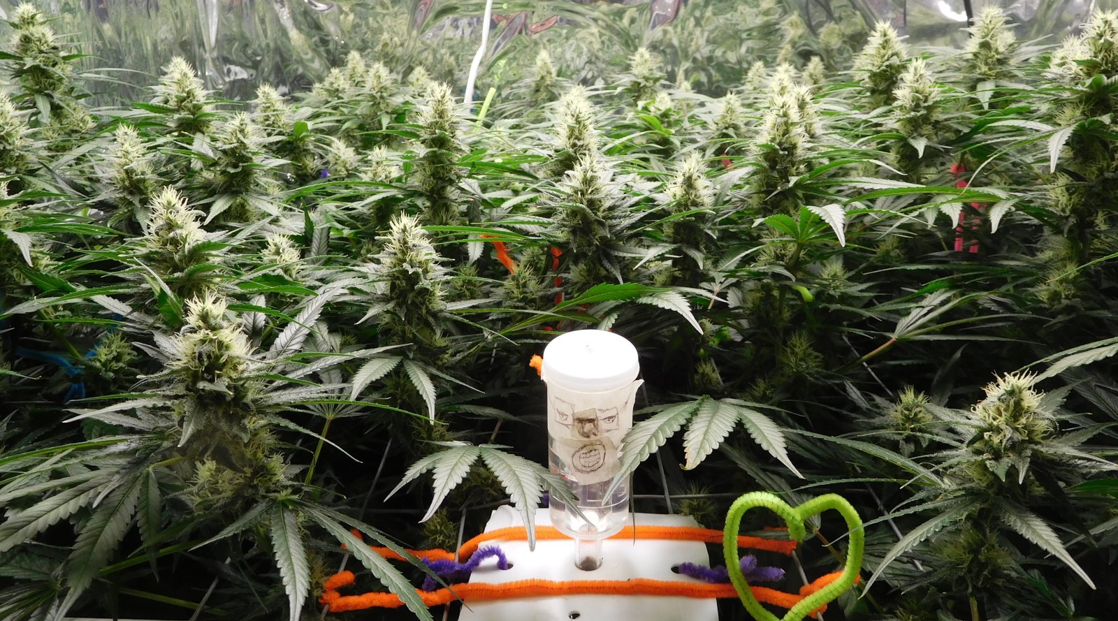 CG Day 40 flower (2).JPG