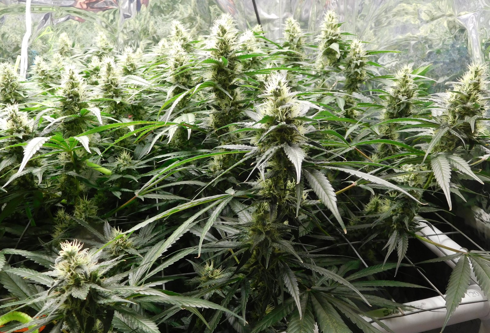 CG Day 42 flower (3).JPG