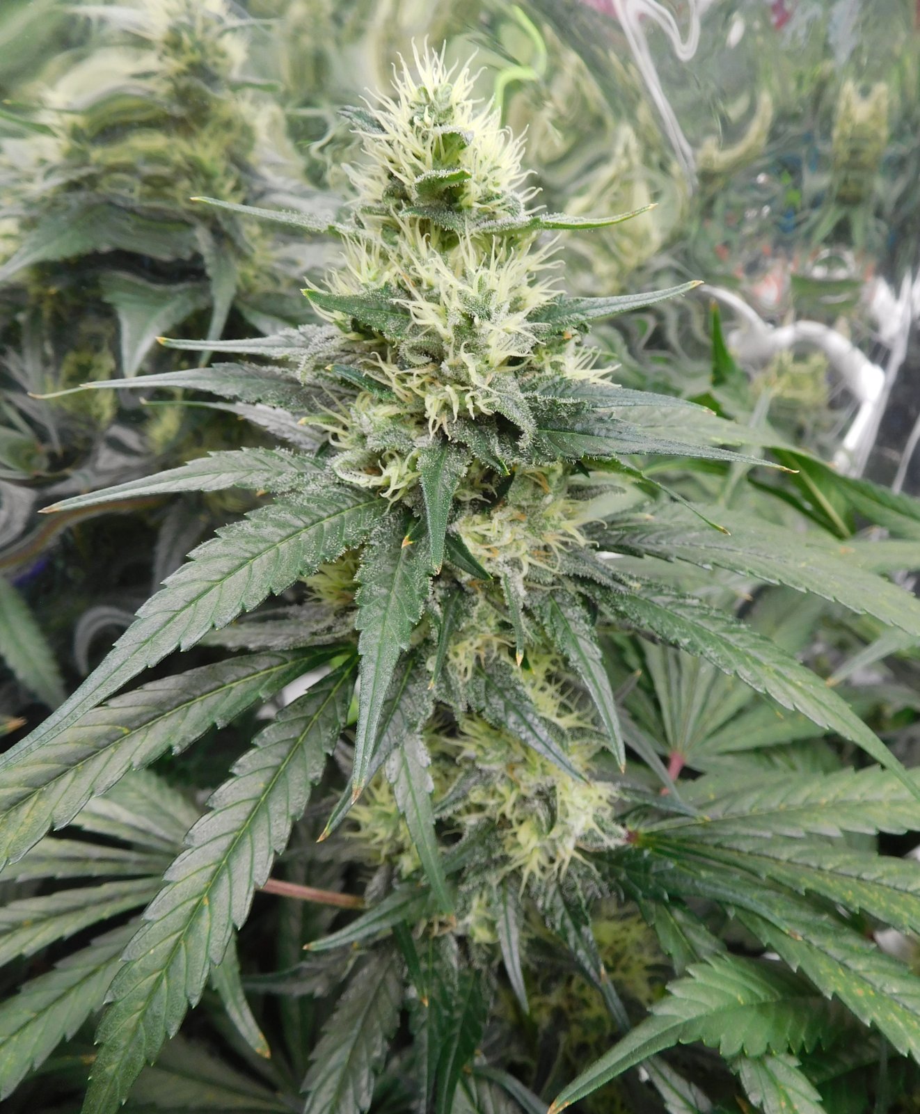 CG Day 44 flower (8).JPG