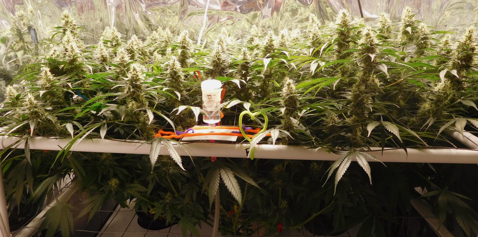 CG Day 45 flower (1).JPG