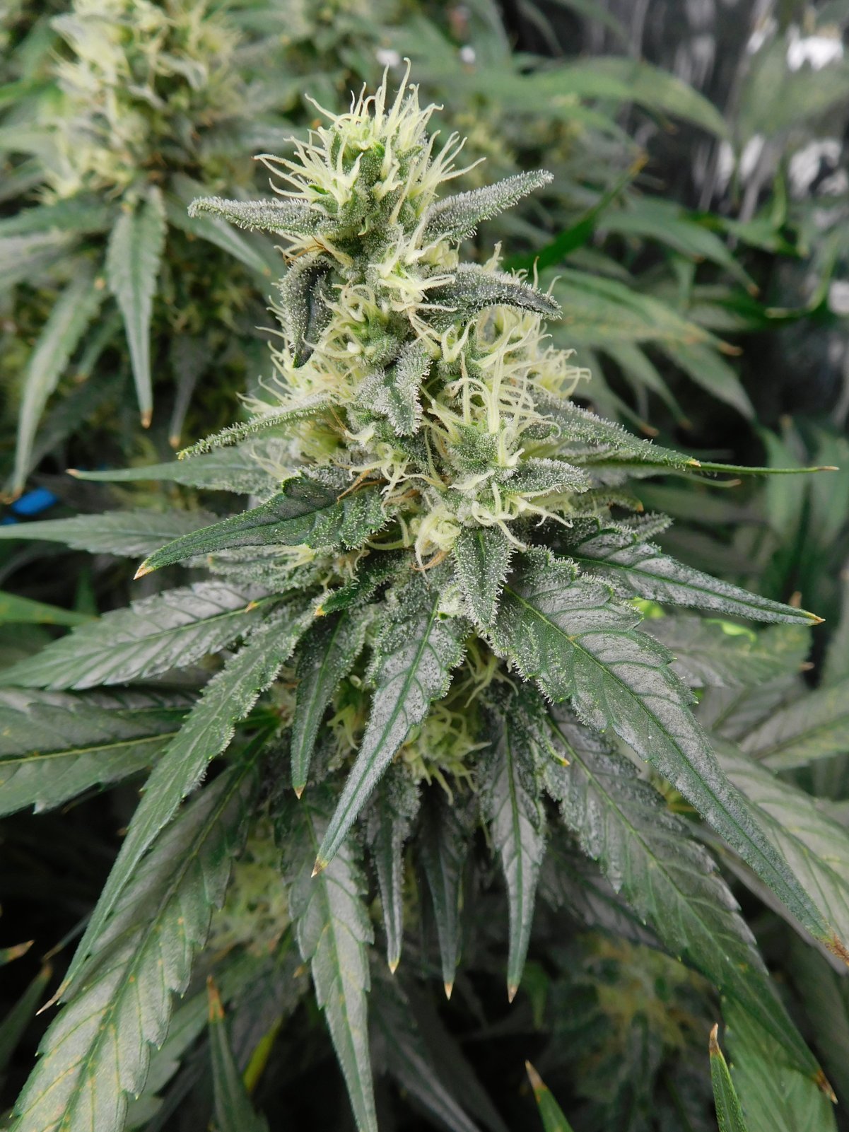 CG Day 47 flower (7).JPG