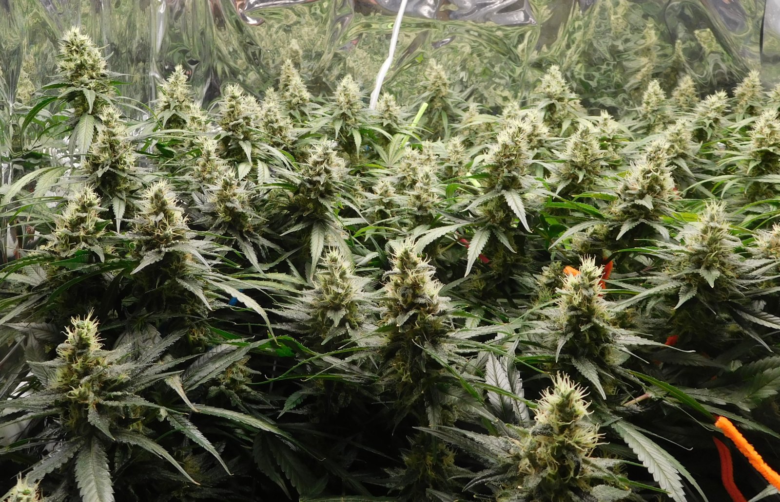 CG Day 50 flower (3).JPG