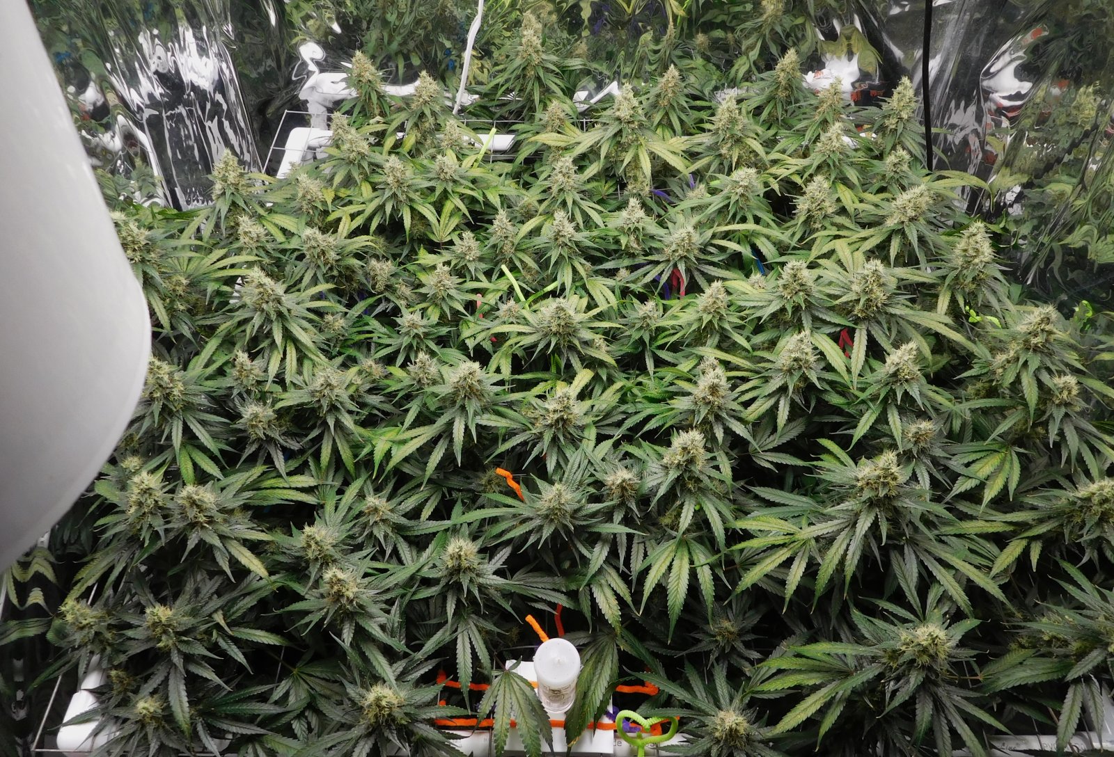 CG Day 52 flower (5).JPG