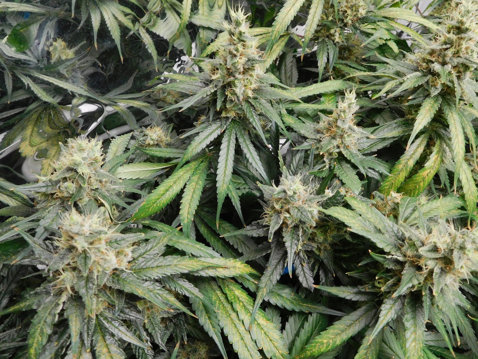 CG Day 57 flower (6).JPG