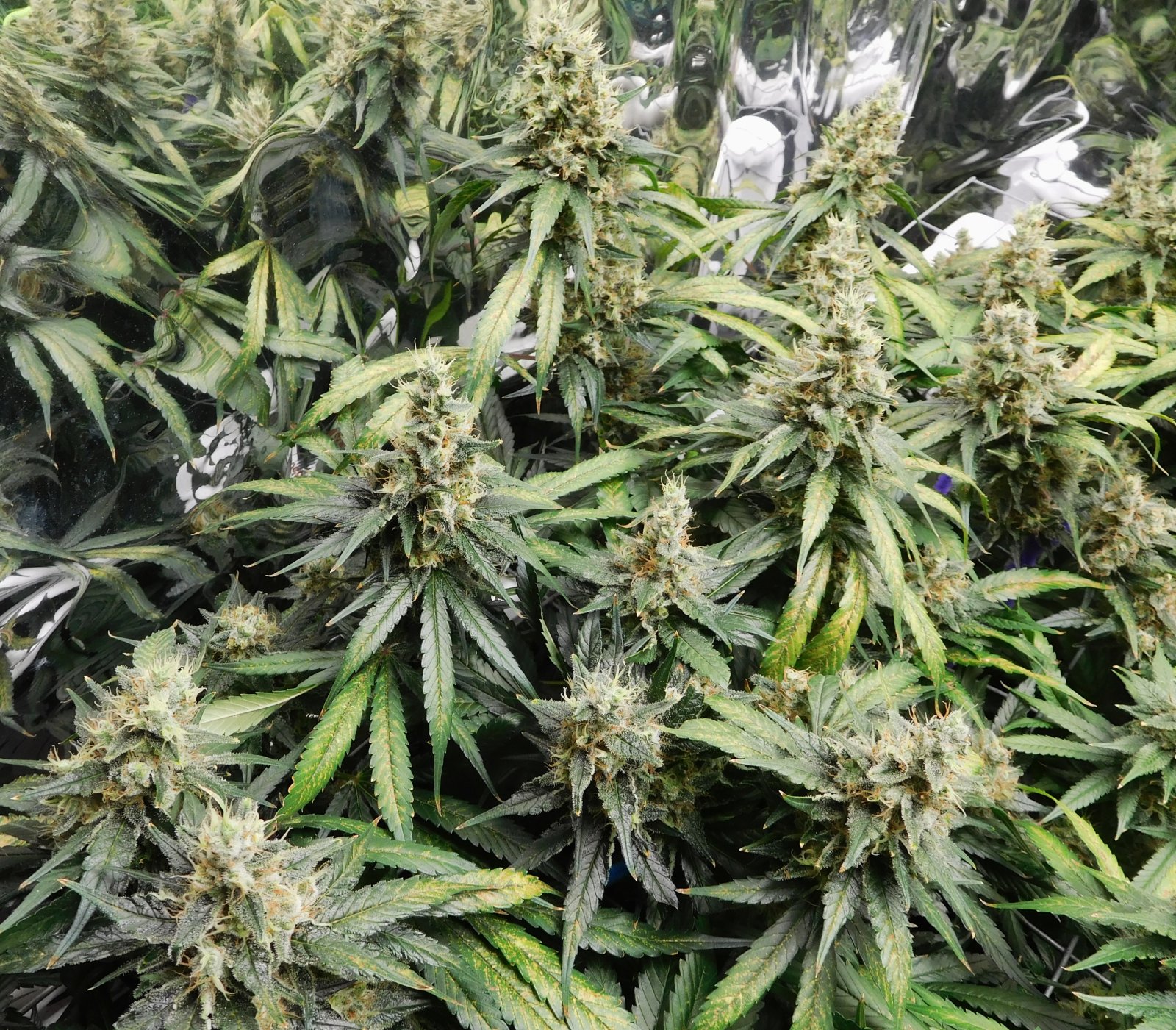 CG Day 59 flower (4).JPG