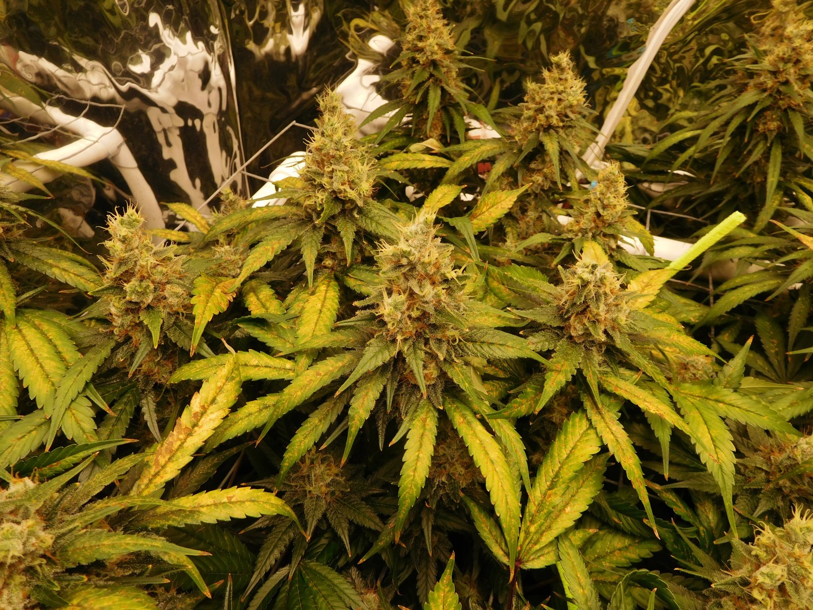 CG Day 59 flower (5).JPG