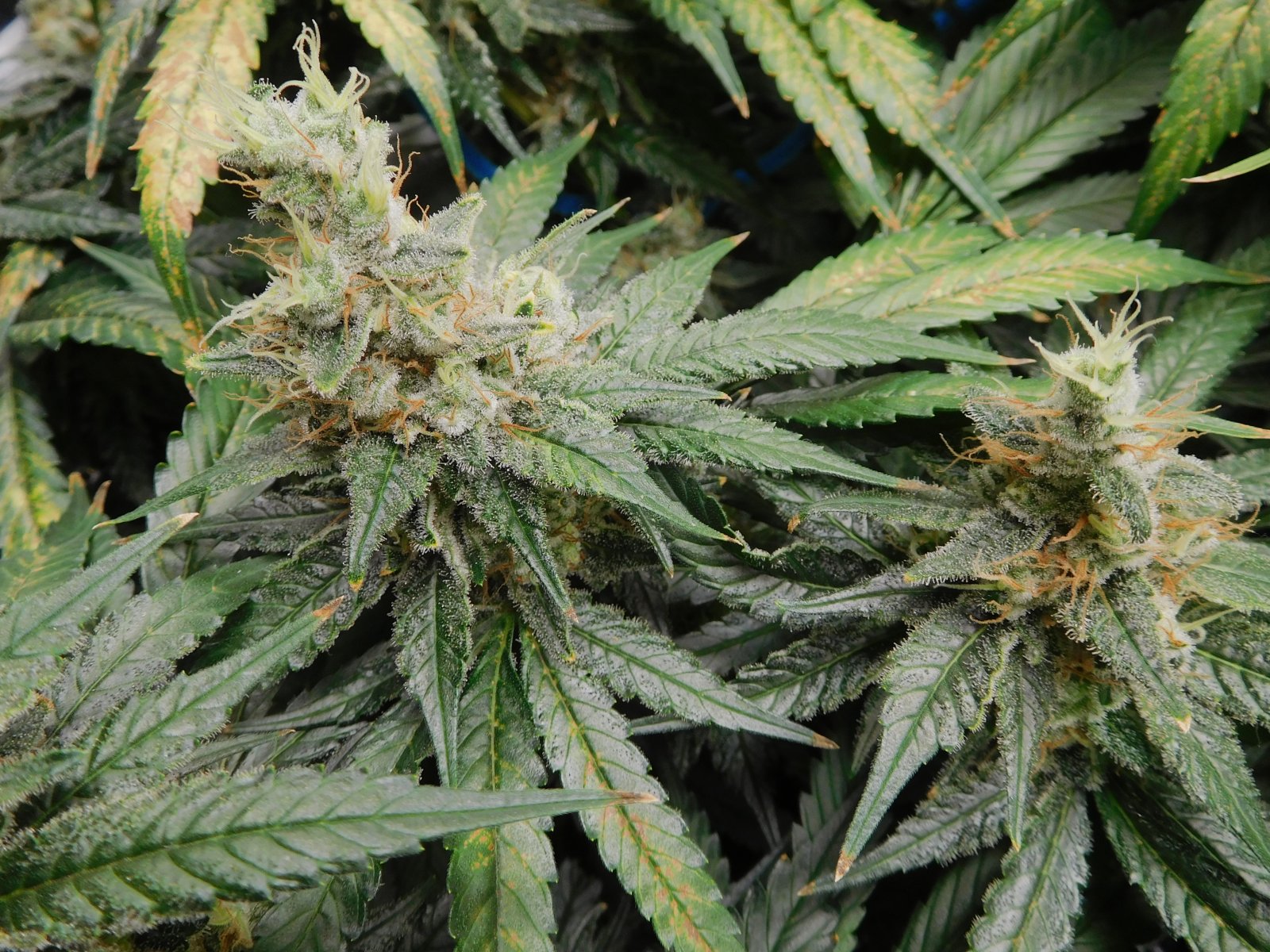 CG Day 61 flower (4).JPG