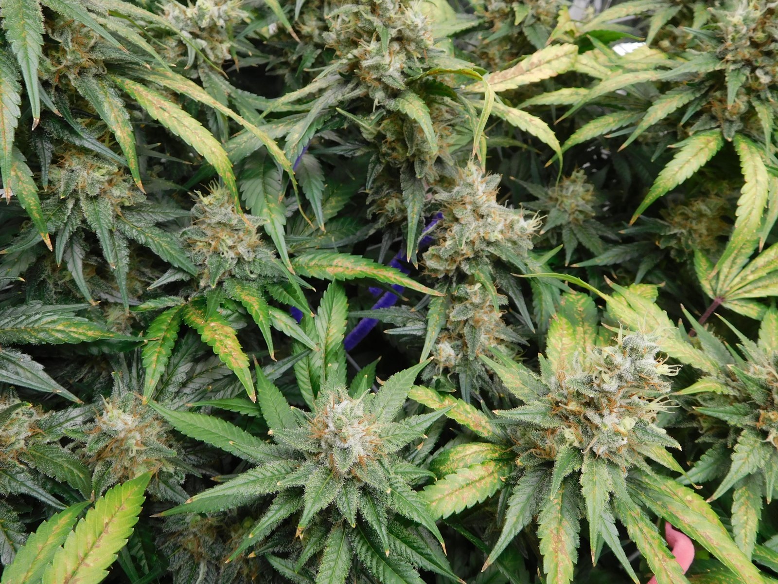 CG Day 62 flower (8).JPG