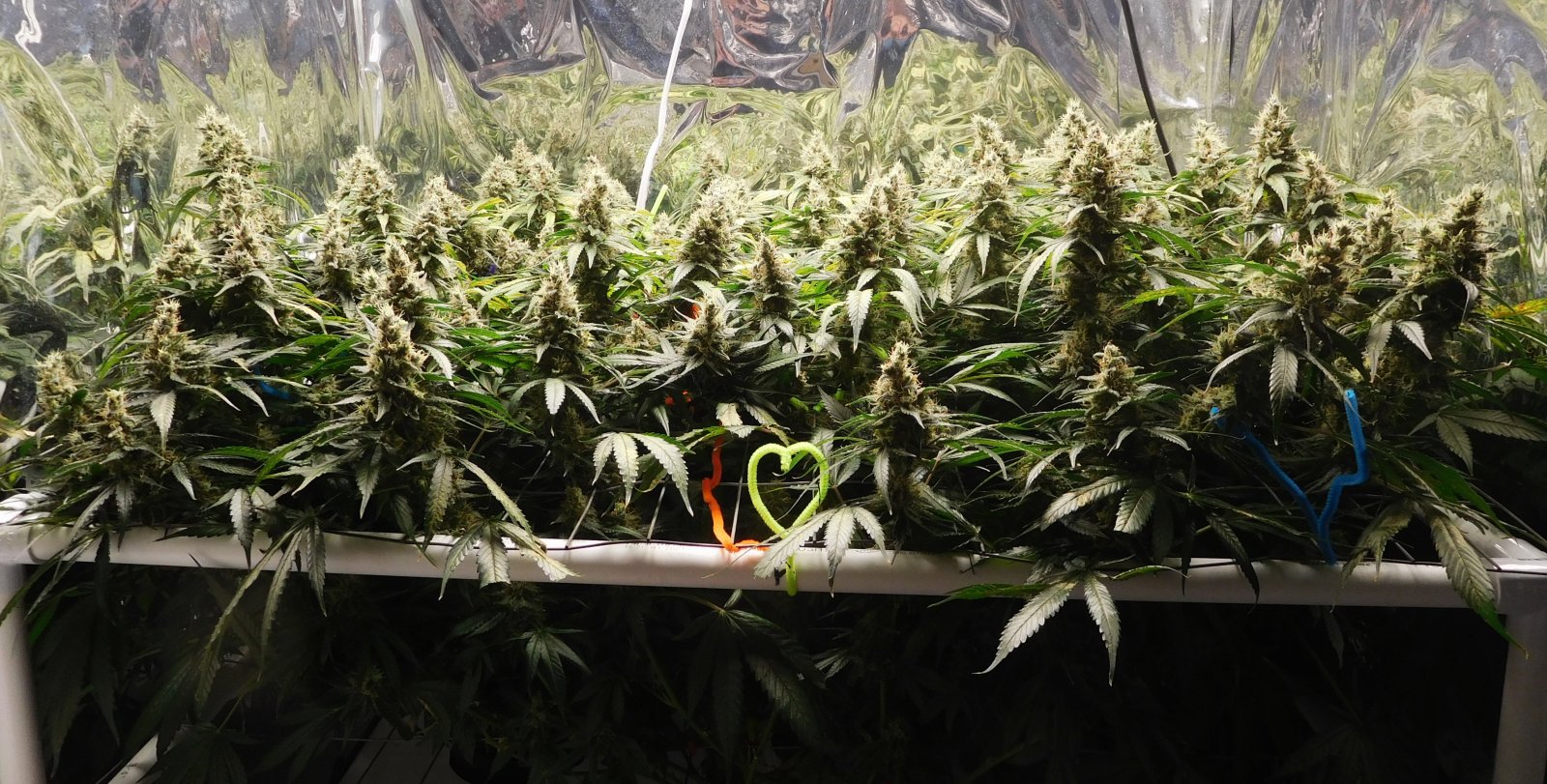 CG Day 63 flower (1).JPG