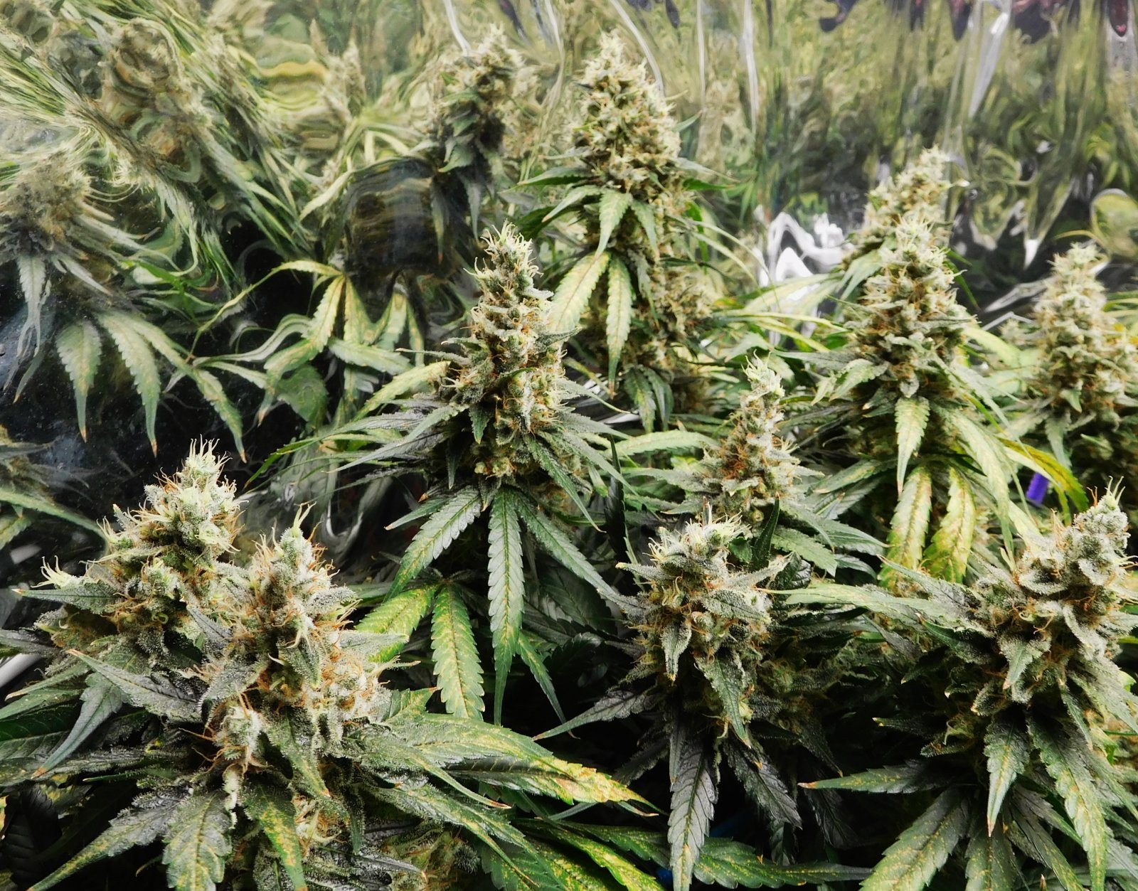 CG Day 65 flower (4).JPG