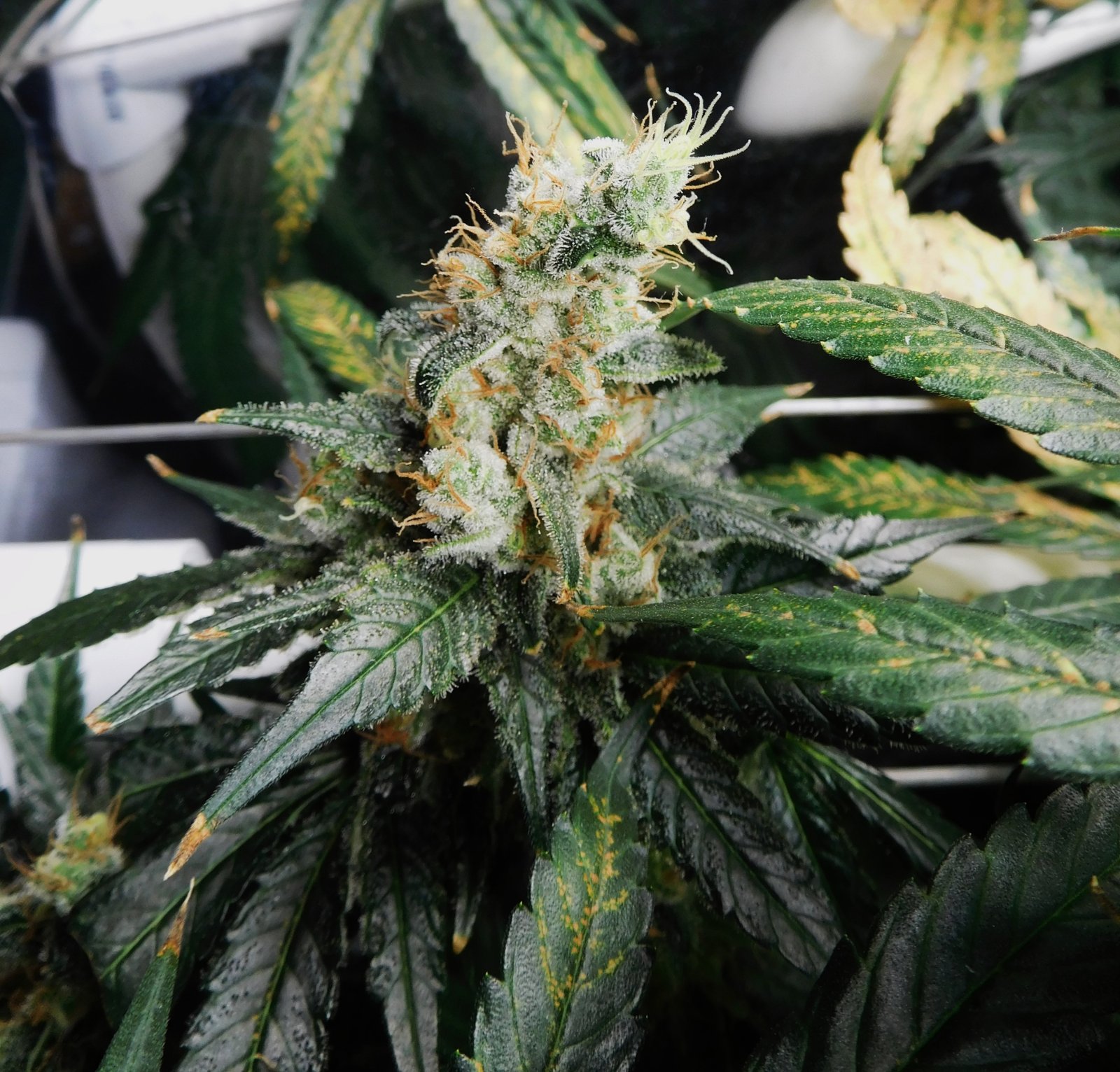 CG Day 73 flower (9).JPG