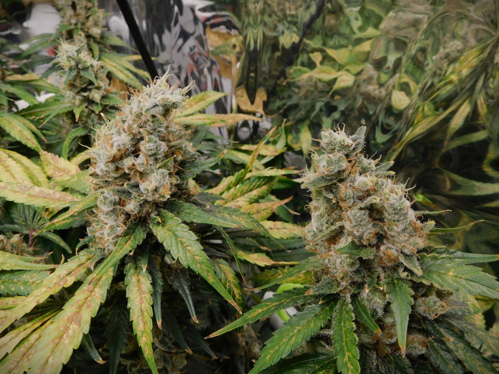 CG Day 78 flower (7).JPG