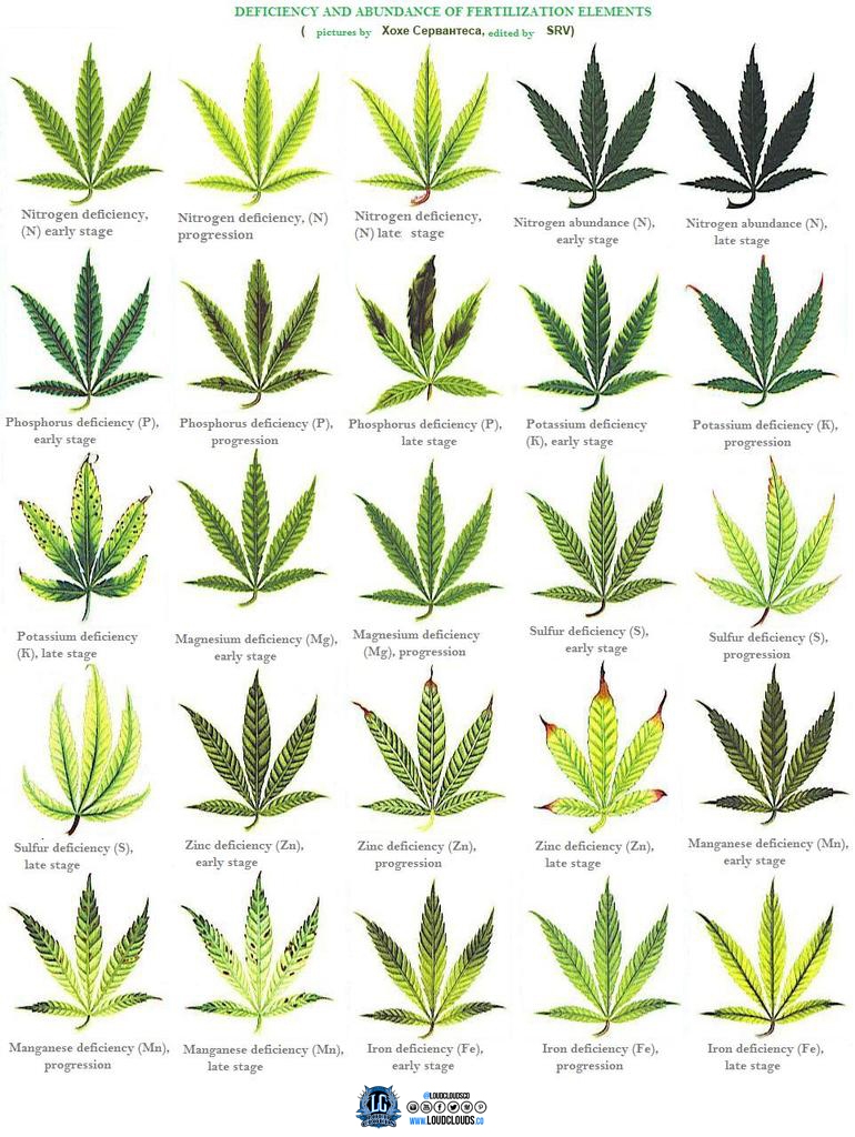 chart - weed.jpg