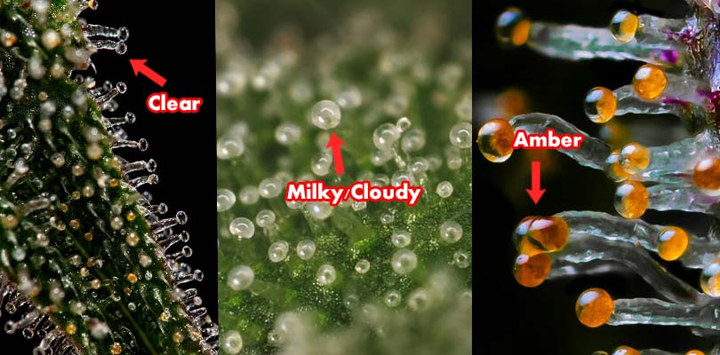 Checking-Trichome-Ripeness-Cannabis-Harvest.jpg