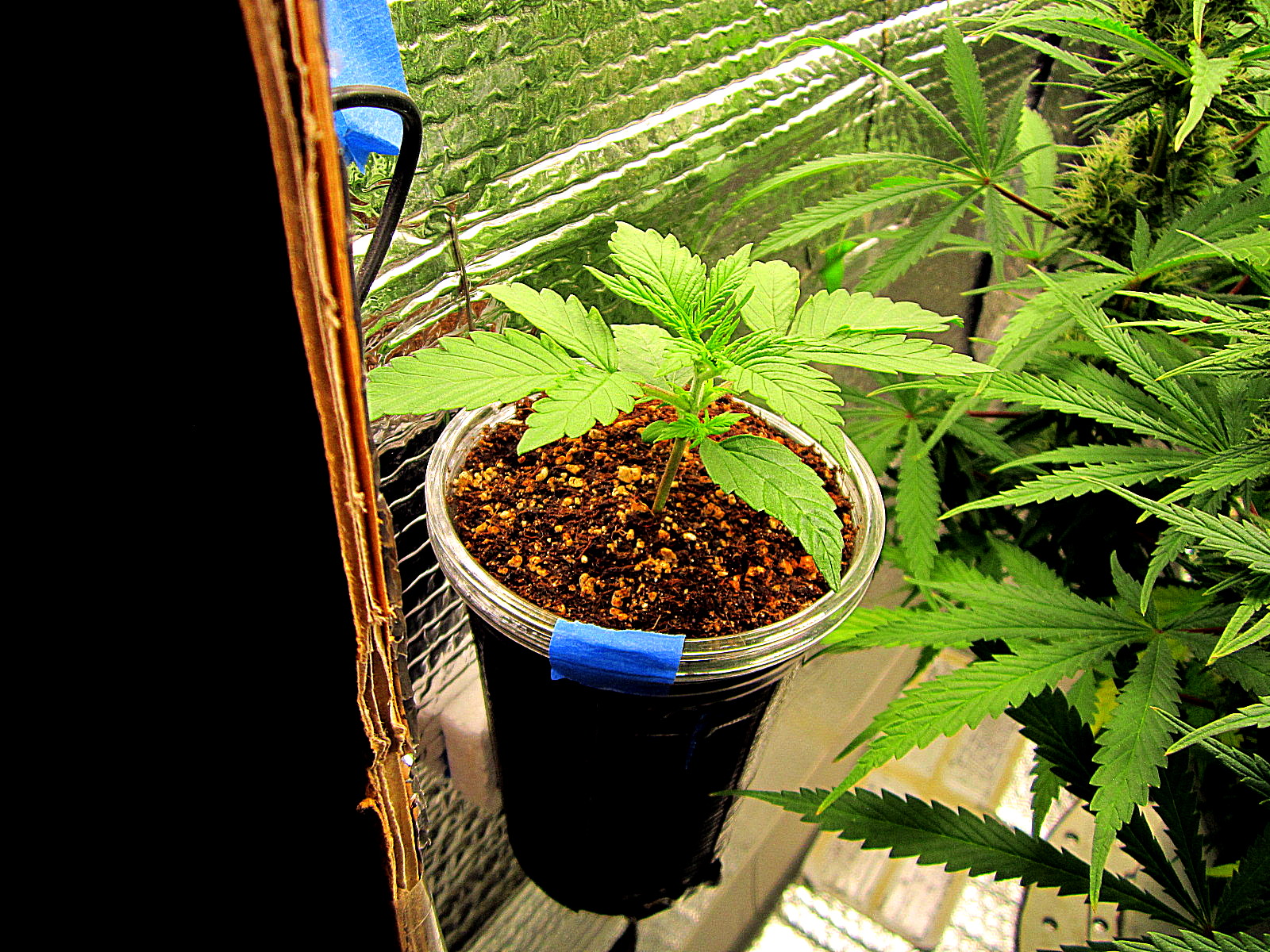 Chocodope auto 5-22-21.jpg