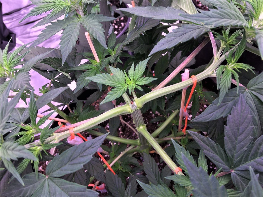 Chunkadelic August 16 center bonus bud post final LST session .jpg