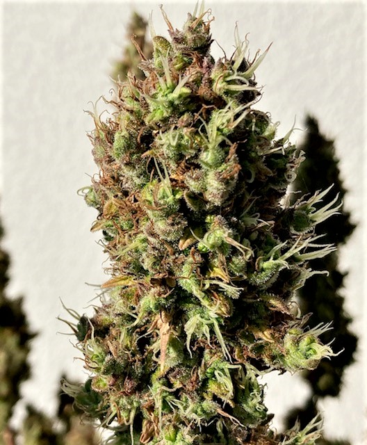 Chunky Bud almost finished 3.jpg