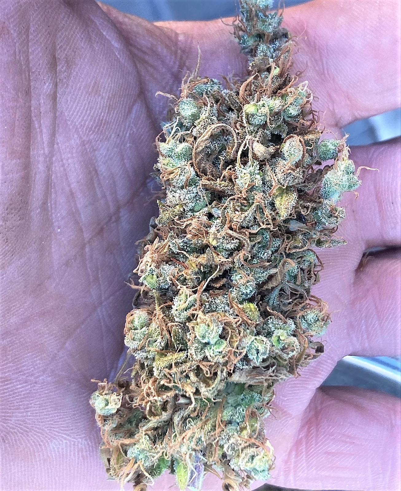 Chunky Finished Cola Buds 1.jpg