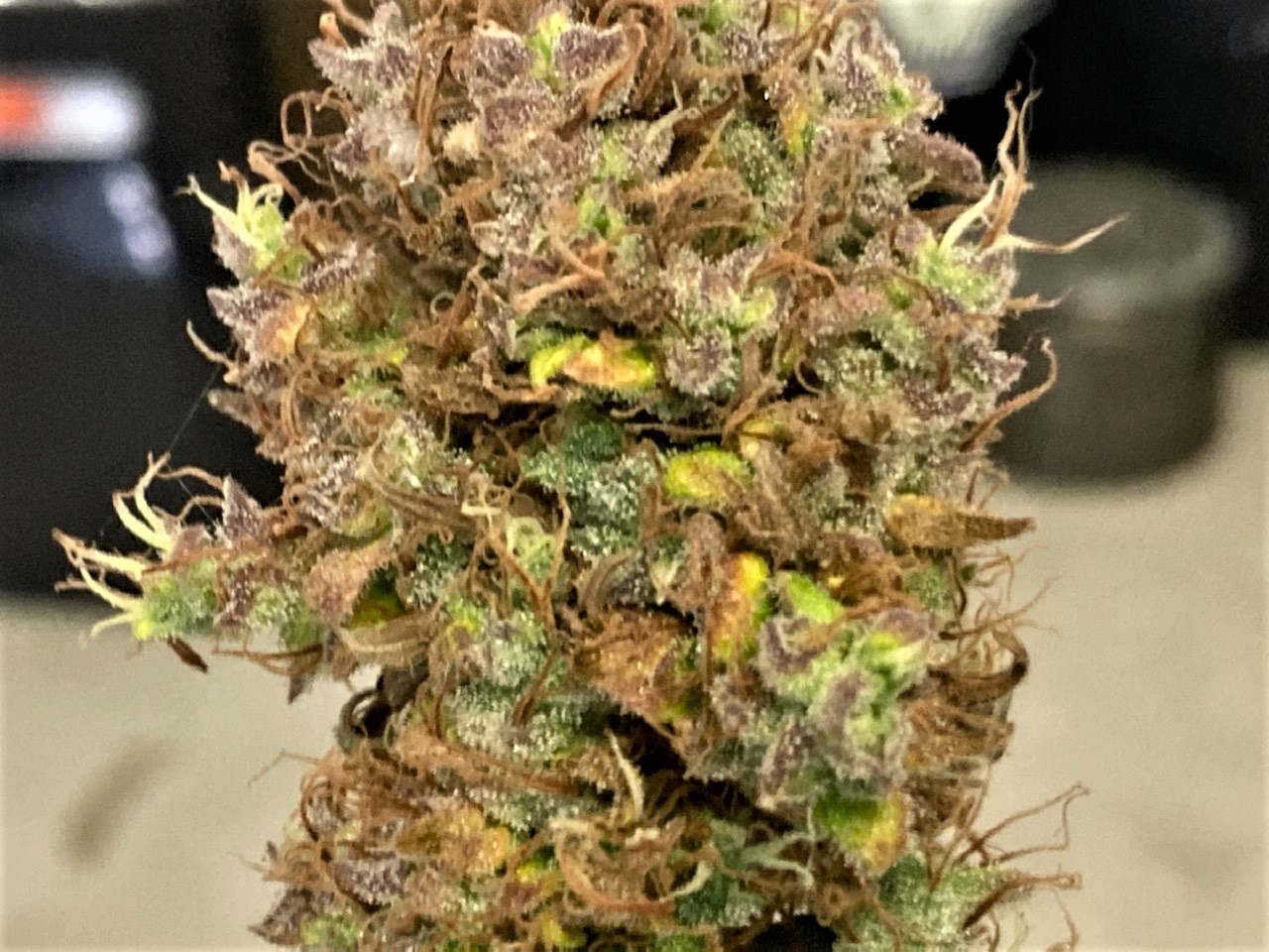 Chunky first harvested bud interior.jpg