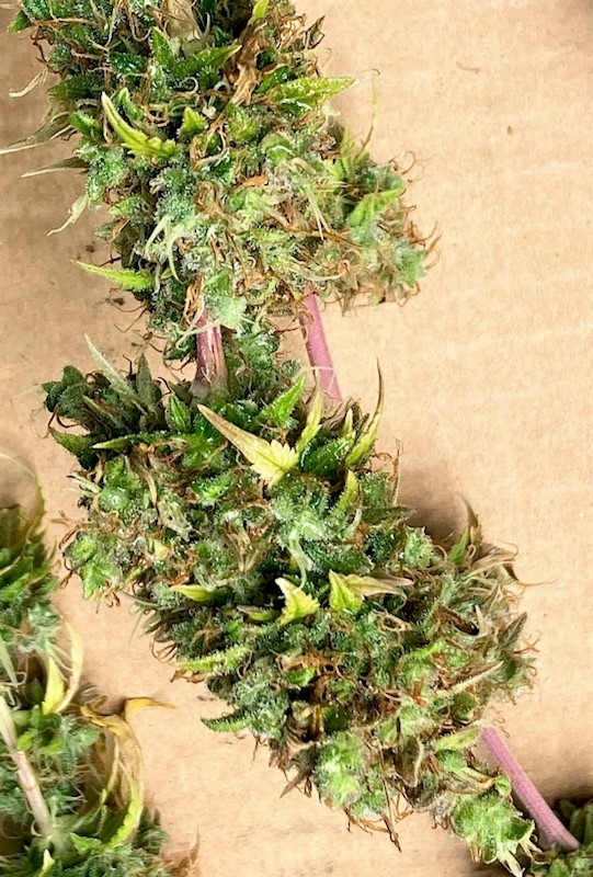 Chunky Lower Bud Harvest 2.jpg