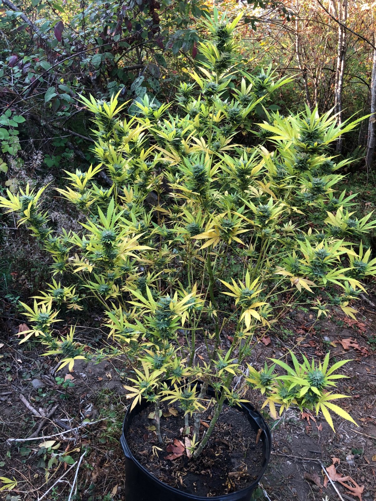 Chunky Skunk 2 weeks from harvest water deprivation high stress training.jpg