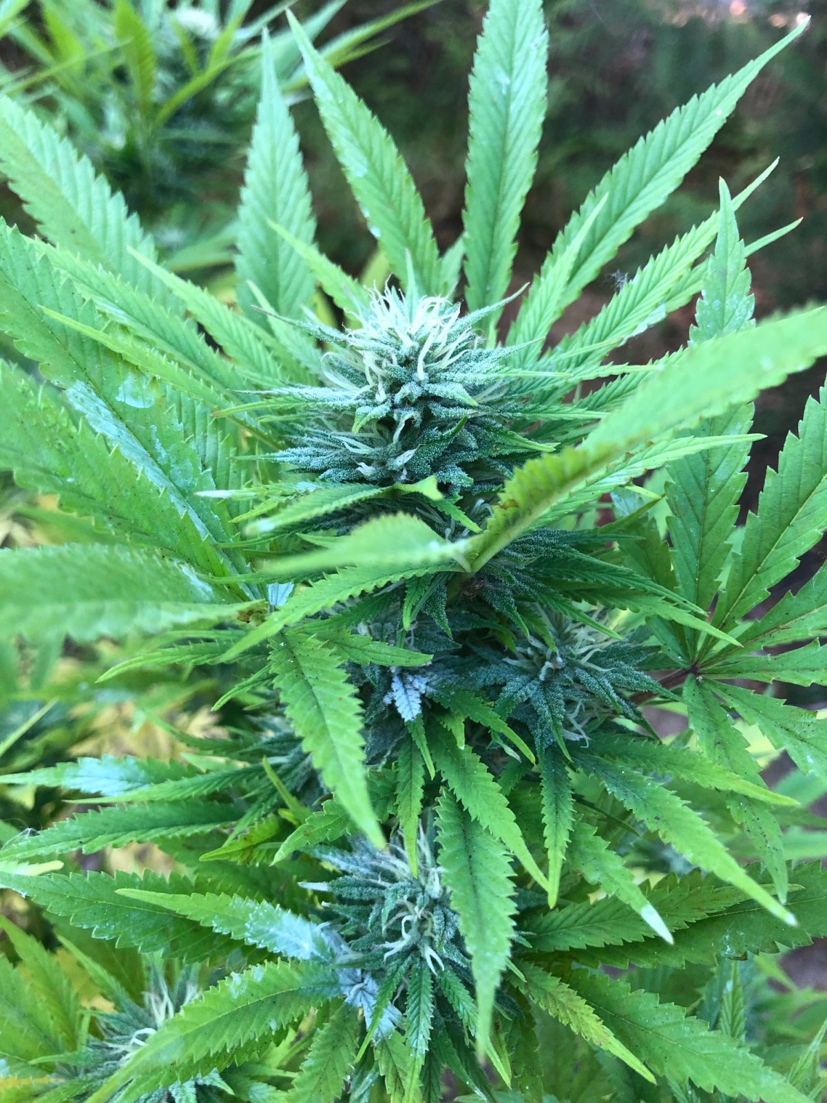 Chunky Skunk bud outdoors 3.jpg