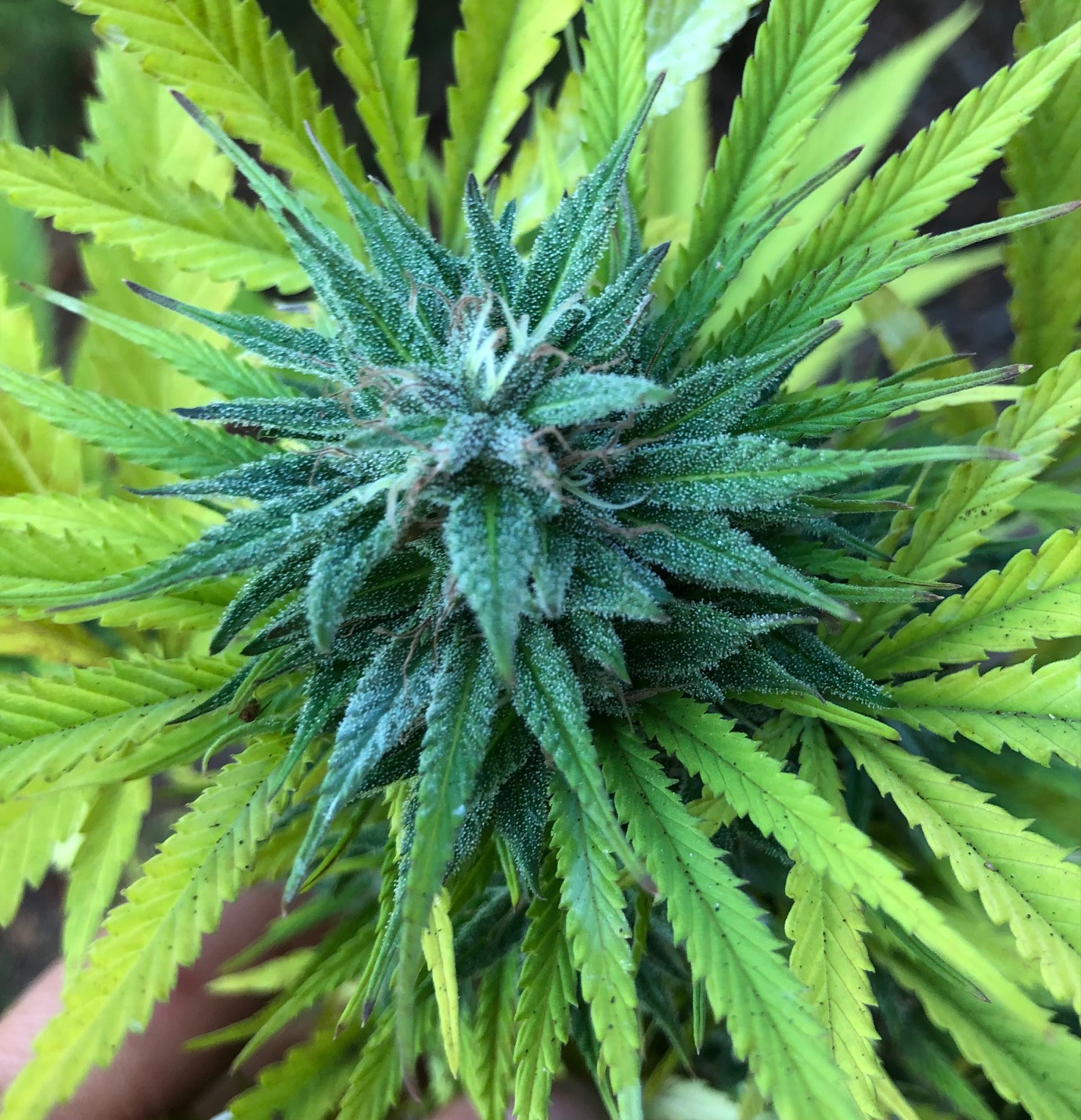 Chunky Skunk bud outdoors finishing week 2.jpg