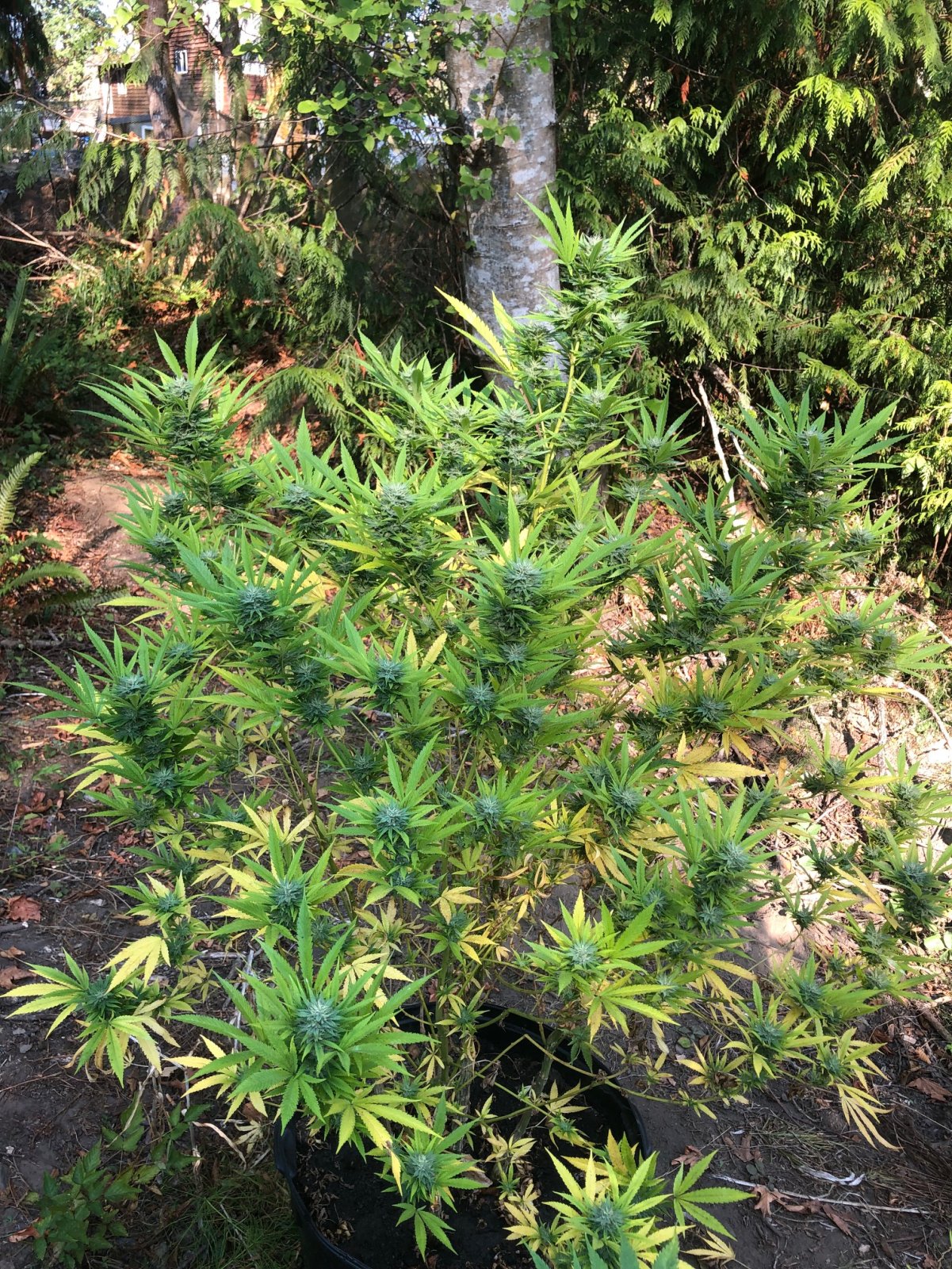 Chunky Skunk pheno outdoor organic high stress pheno.jpg