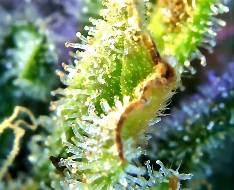 Cindy Jack 2 Amber trichomes.jpg