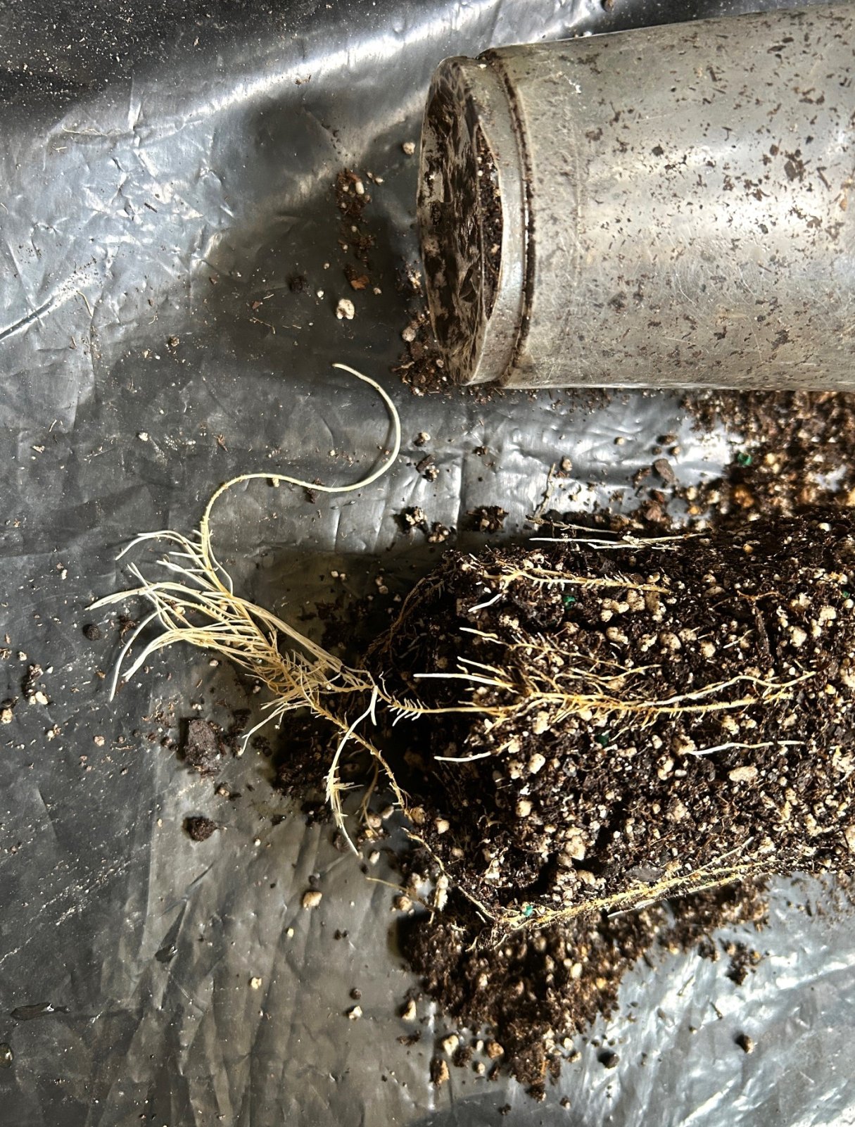 CL 6-3-24 safe roots slit.JPG