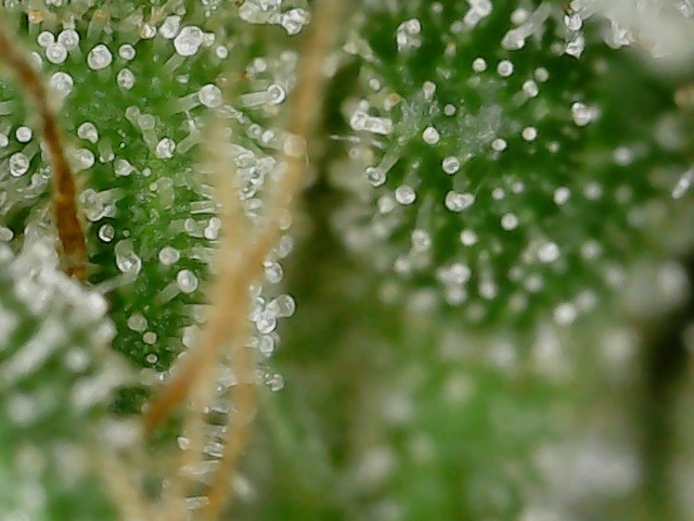 CL clone 10-2-24 trichs (2).jpg