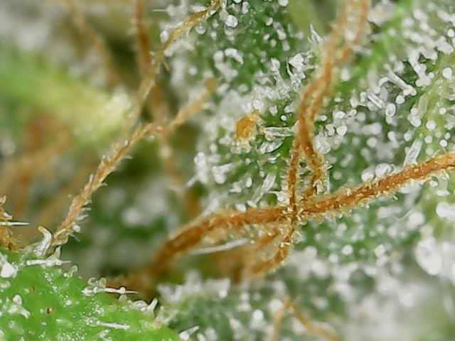 CL clone 10-2-24 trichs (3).jpg