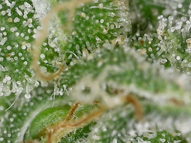 CL clone 10-2-24 trichs (4).jpg