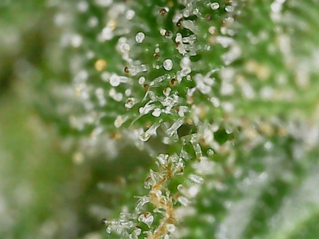 CL clone 10-2-24 trichs (5).jpg