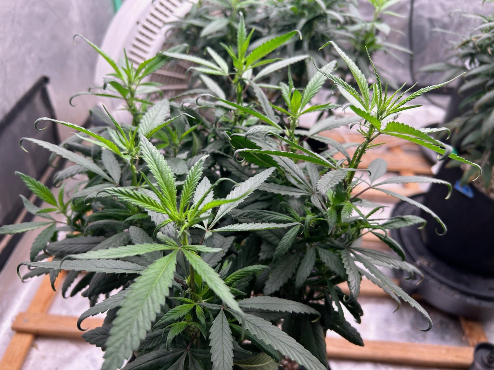 CL clone 7-15-24 new leaves.JPG