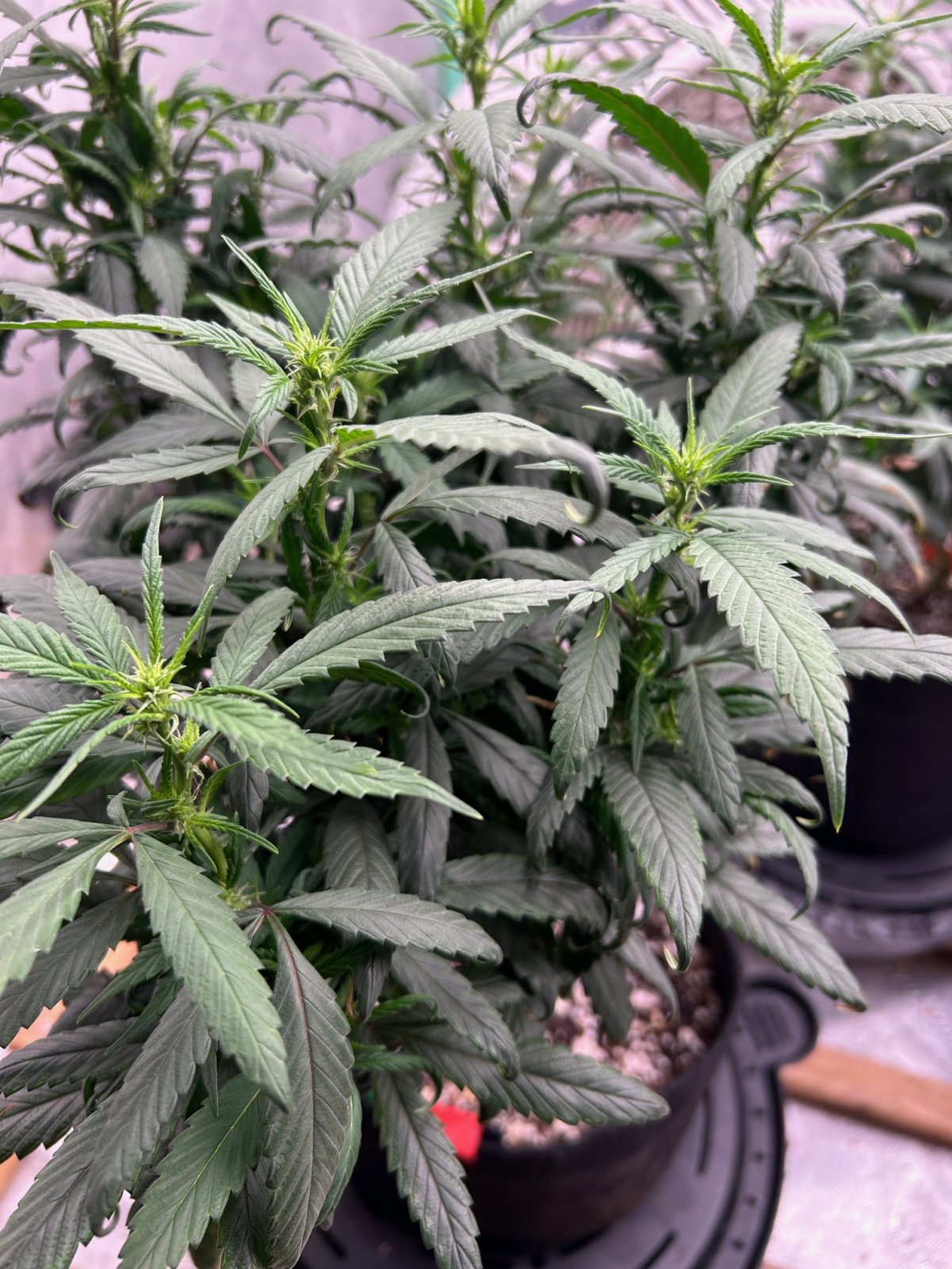 CL Clone 7-21-24 F10 preflower.JPG